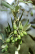 oliveminia.jpg (6637 byte)